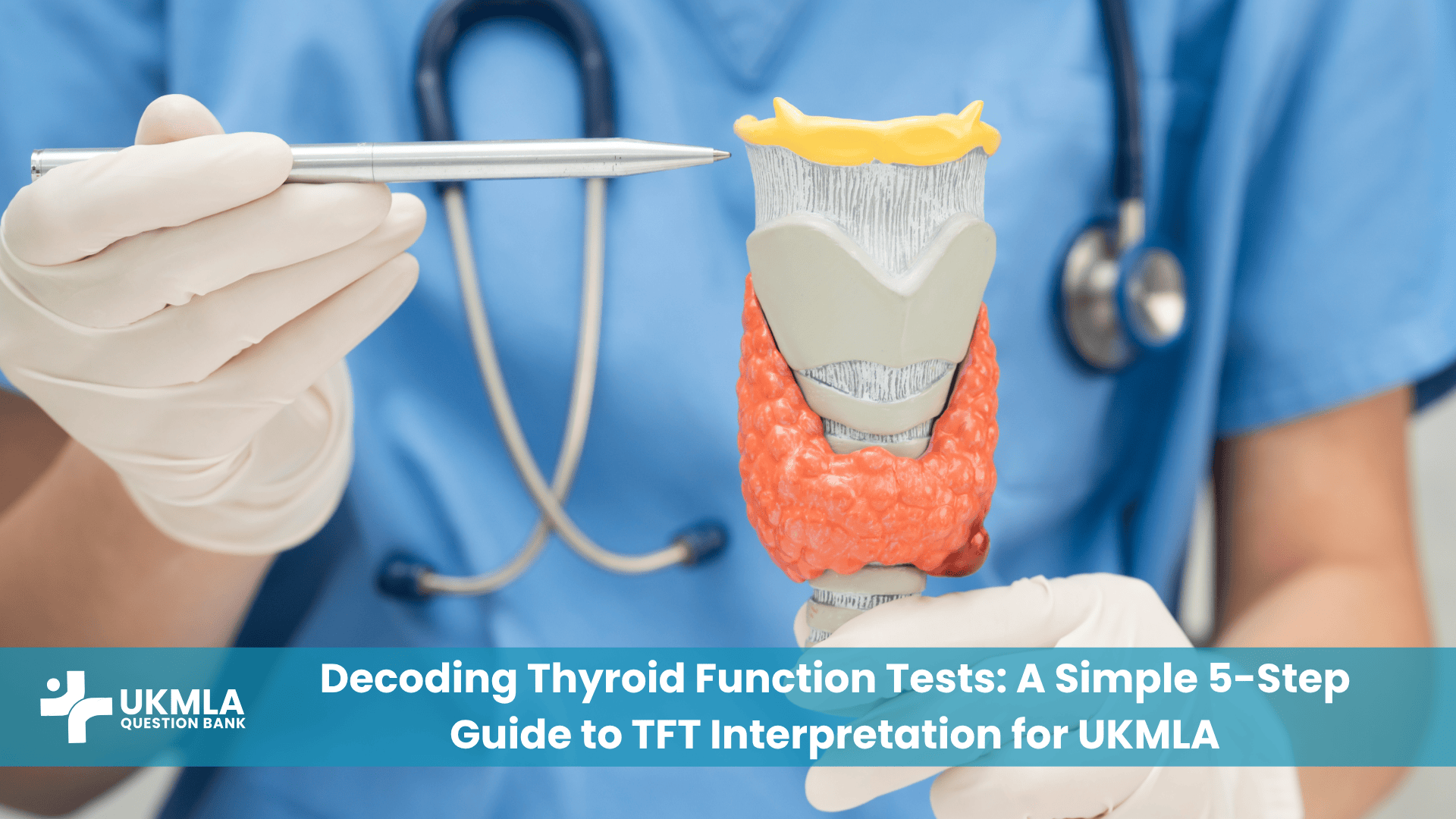 Doctor analyzing report in guide to TFT interpretation UKMLA
